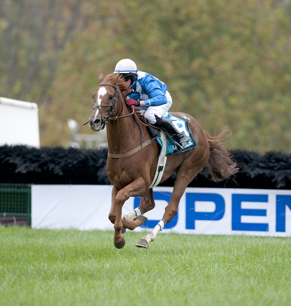 Divine-Fortune-to-wire-in-Grand-National-6-VERTICAL.jpg